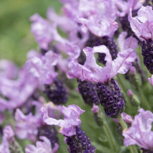 Lavender 'Lilac Lace'