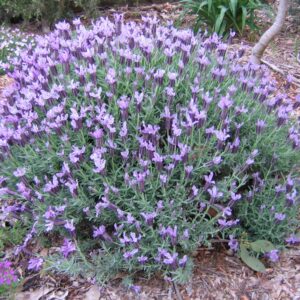 Lavender 'Winter Lace'