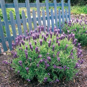 Lavender 'Violet Lace'