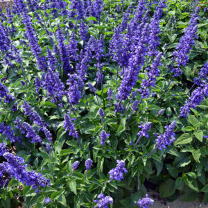 Salvia Mystic Spires 175mm