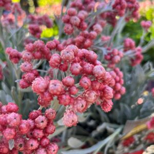 Helichrysum Red Jewel 140mm